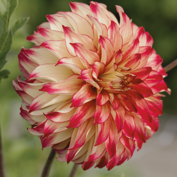 Dahlia Lady Darlene - Bild 2