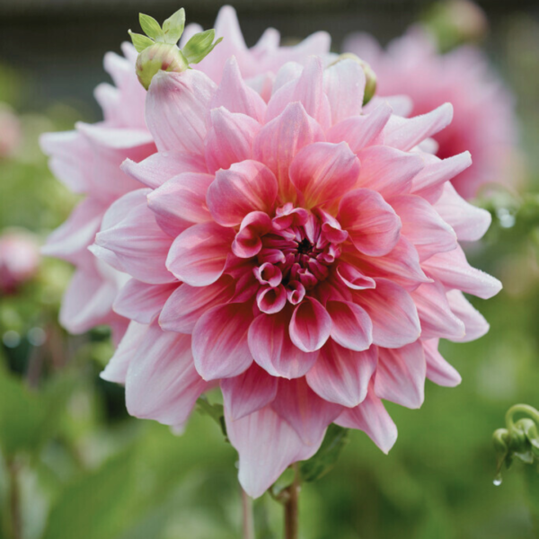 Dahlia Otto's Thrill