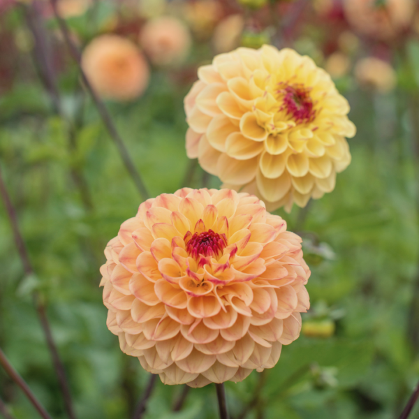 Dahlia Yellow Jill