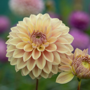 Dahlia Dusty Beauty