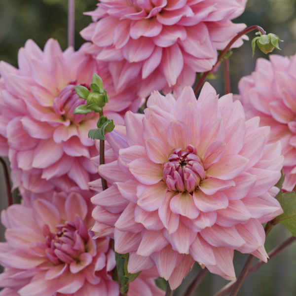 Dahlia La Belle Epoque - Nyhet