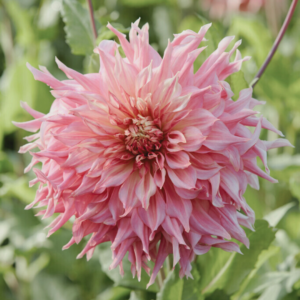 Dahlia Penhill Watermelon