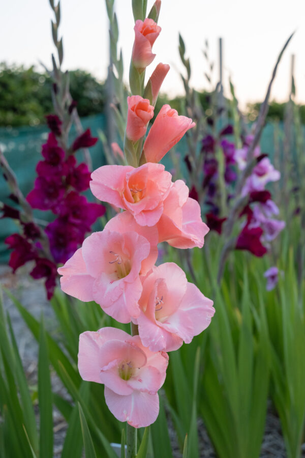 Gladiolus Flevo Effect - Bild 2