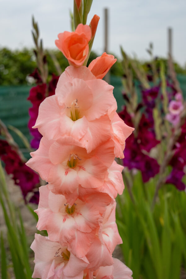 Gladiolus Flevo Effect - Bild 3