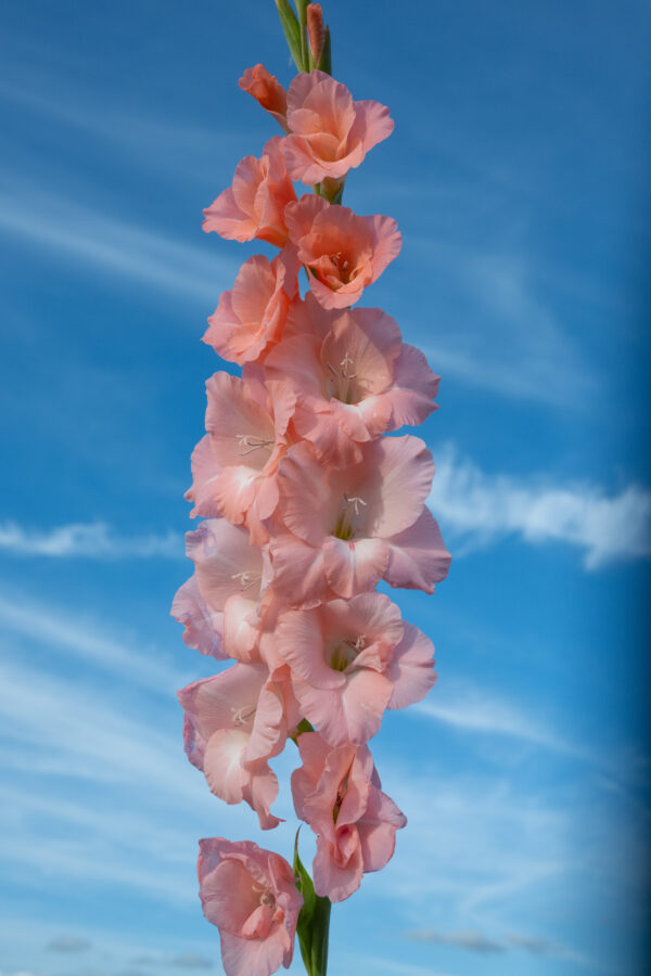 Gladiolus Flevo Effect