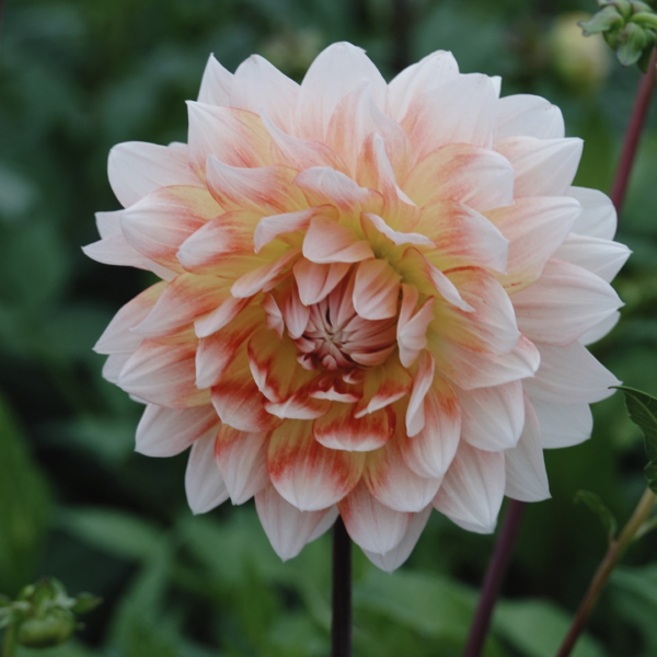 Dahlia Peaches and Cream - Nyhet