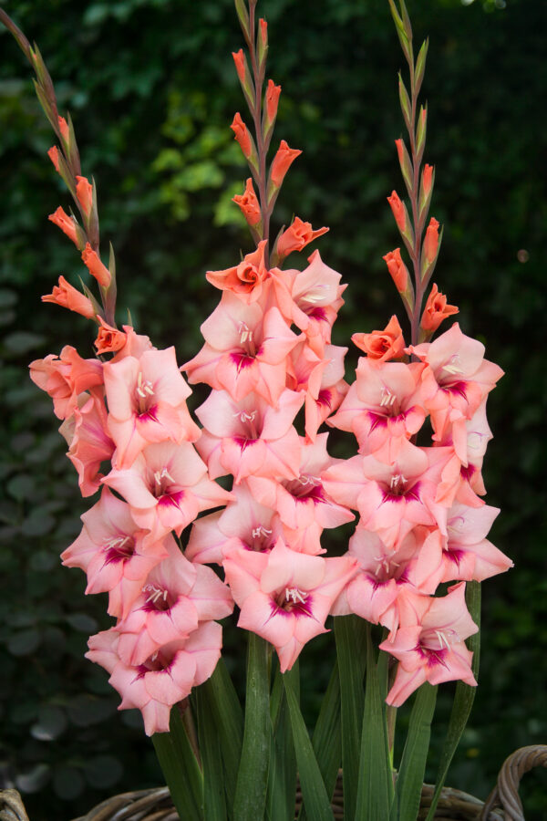 Gladiolus Whitney