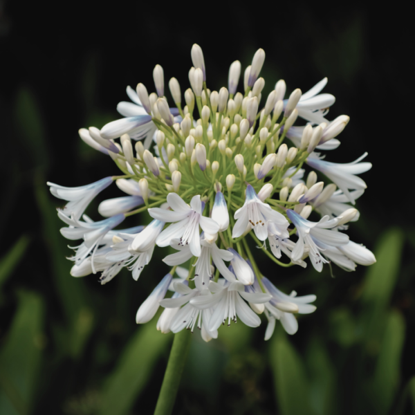 Agapanthus Africanus Twister - Bild 2