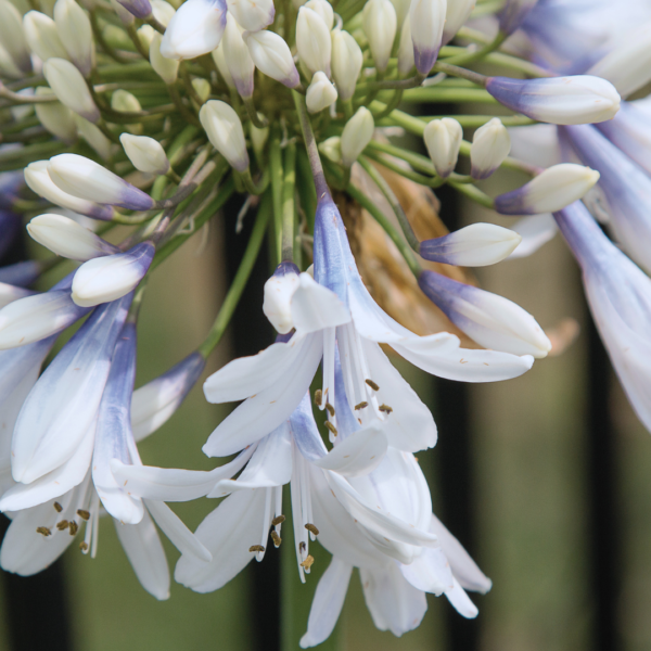 Agapanthus Africanus Twister - Bild 3