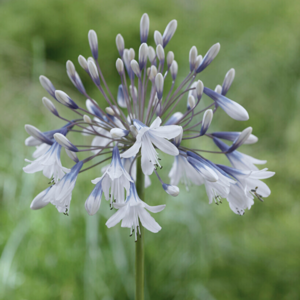 Agapanthus Africanus Twister