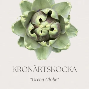 Kronärtskocka- Green Globe