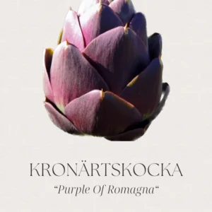 Kronärtskocka - Purple of Romagna