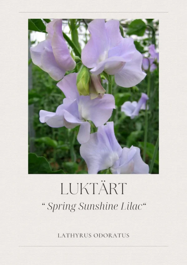 Luktärt - Spring Sunshine Lilac