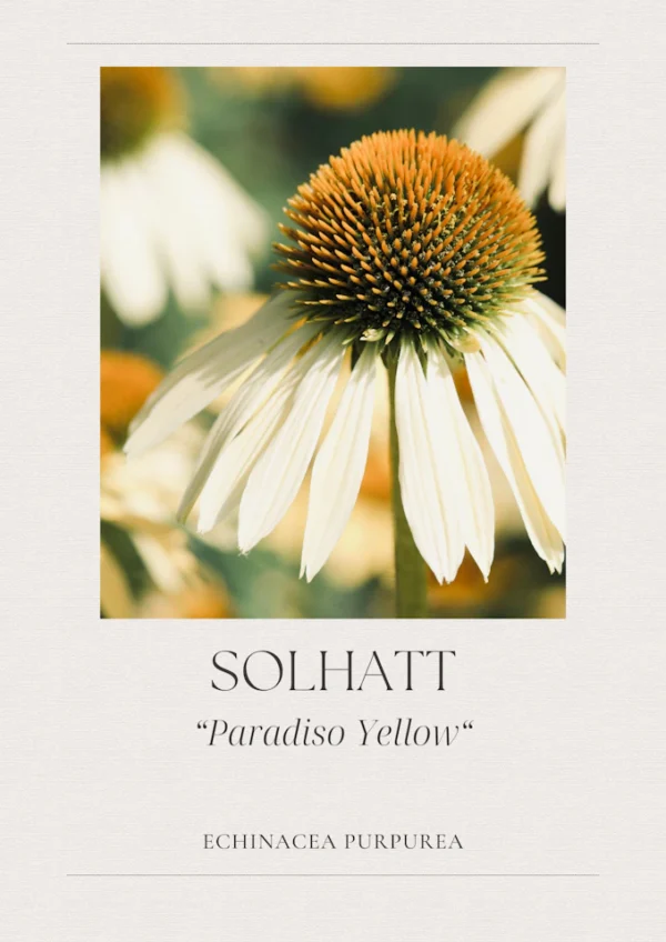 Solhatt- Paradiso Yellow