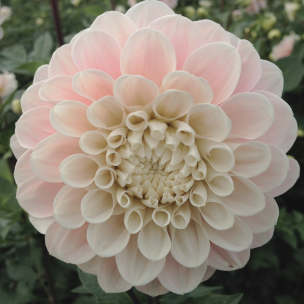 Dahlia Sweet Nathalie - Bild 2