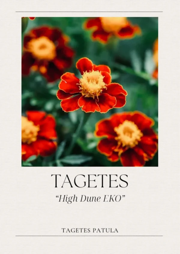 Tagetes - High Dune EKO