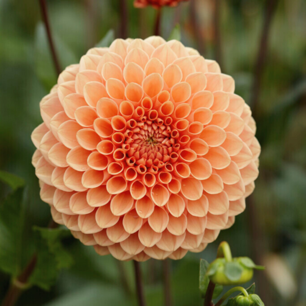 Dahlia Jowey Nicky