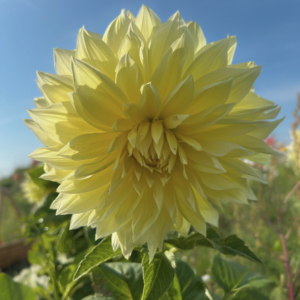 Dahlia Kelvin Floodlight