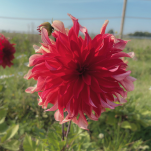 Dahlia Red Labyrinth