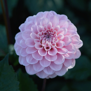 Dahlia Wizard of Oz