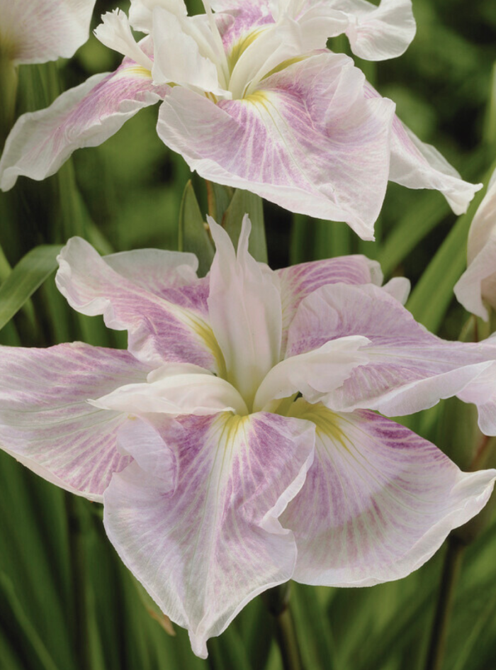 Kogesho-iris-ensata.png