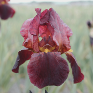 Iris Ruby Mine