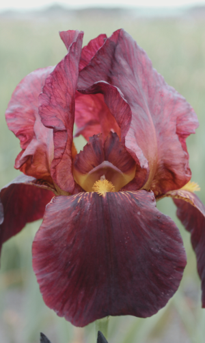 Iris Ruby Mine