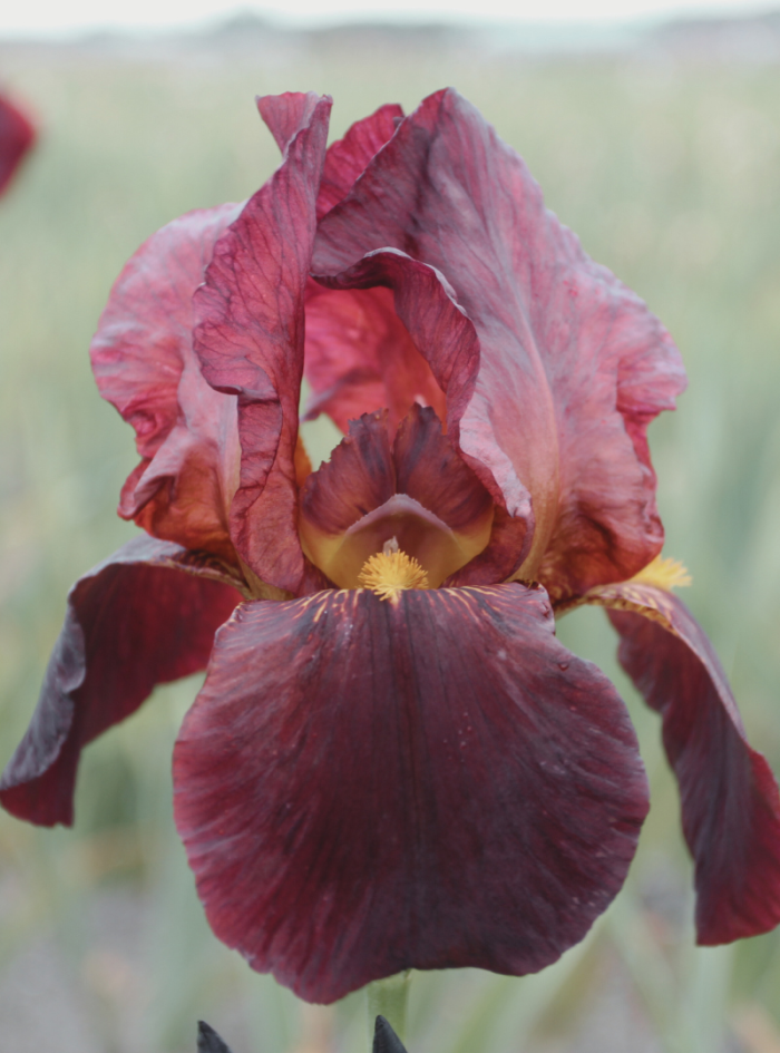 Iris Ruby Mine